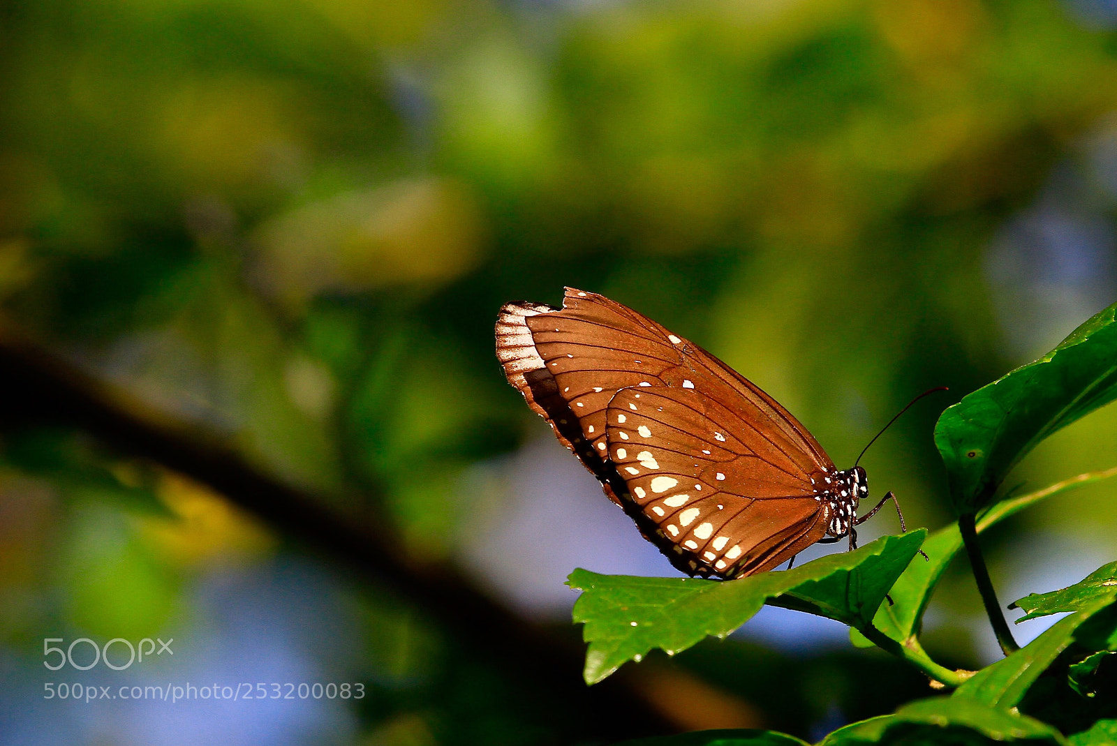 Canon EOS 7D sample photo. Untitled photography