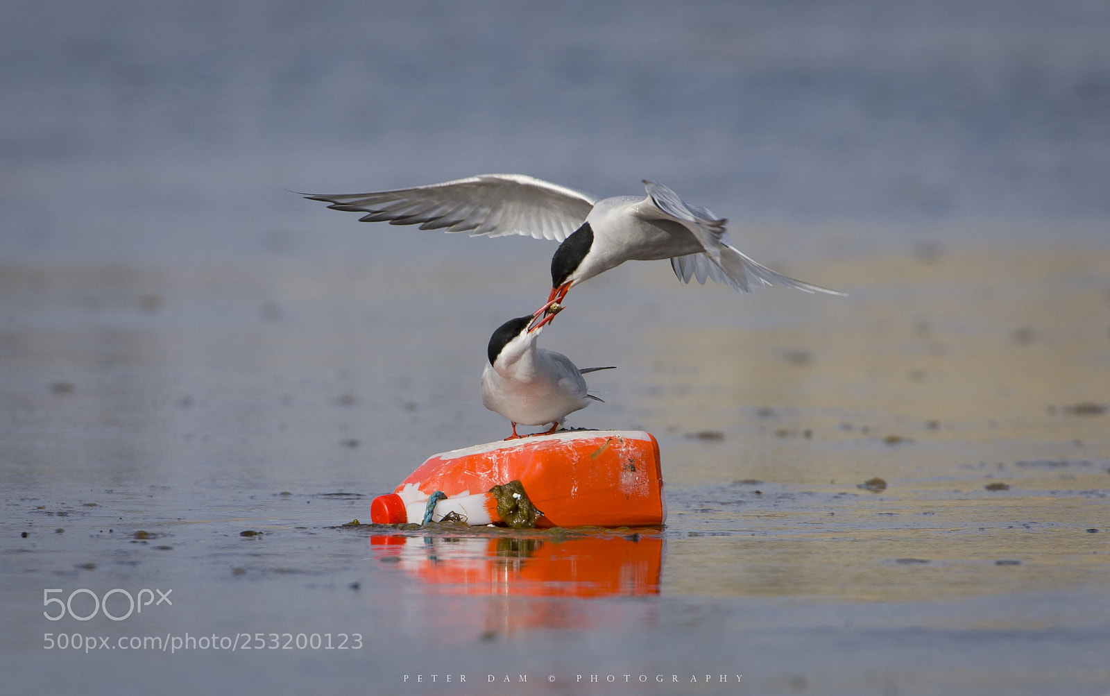 Canon EOS-1D Mark III sample photo. Arctic terns photography