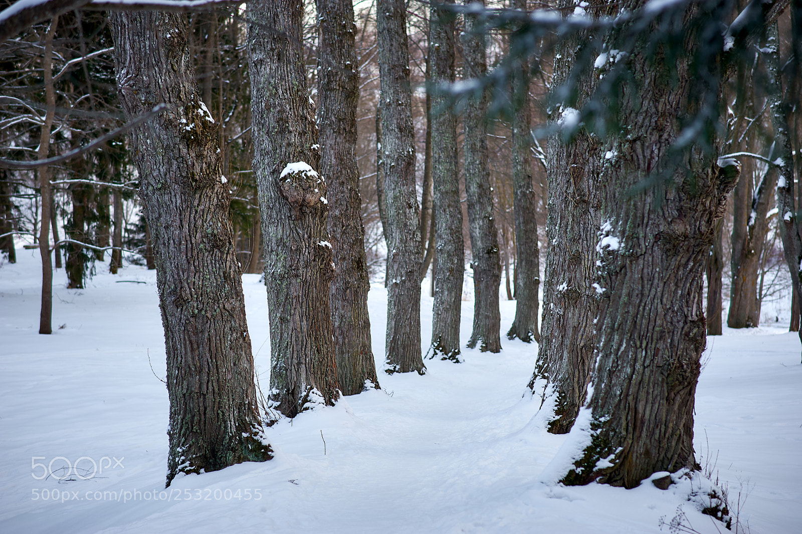 Nikon D3 sample photo. Snow photography