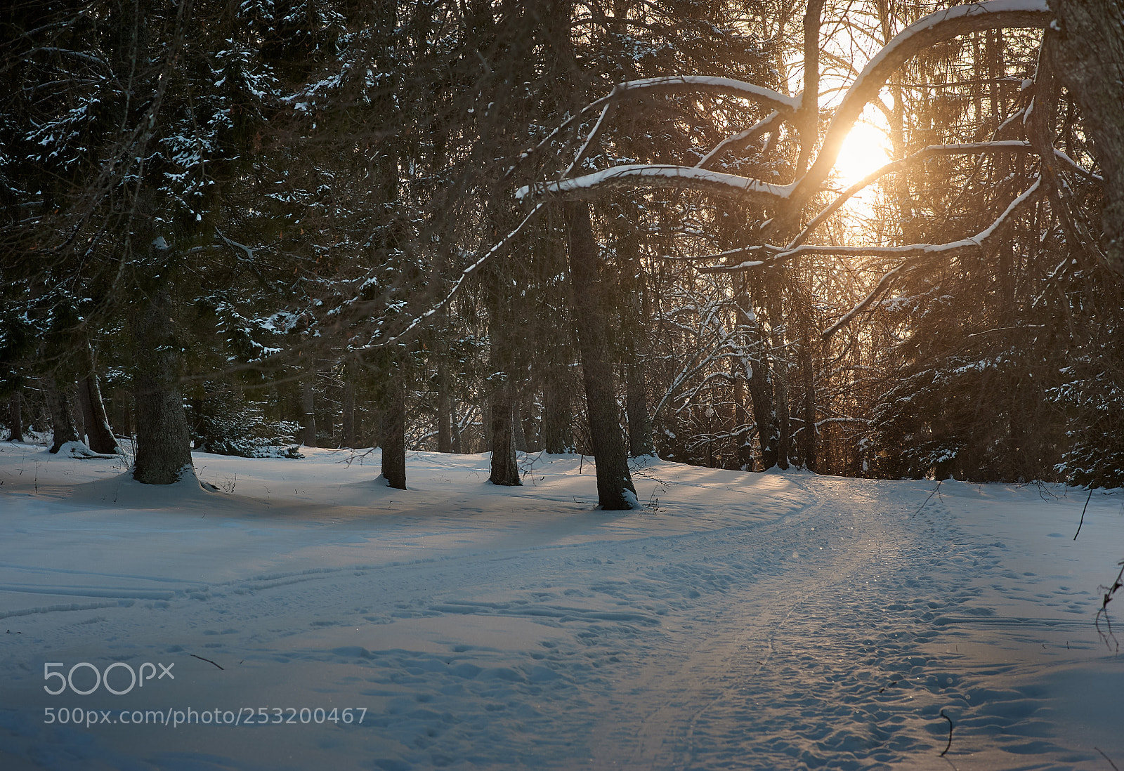 Nikon D3 sample photo. Snow photography