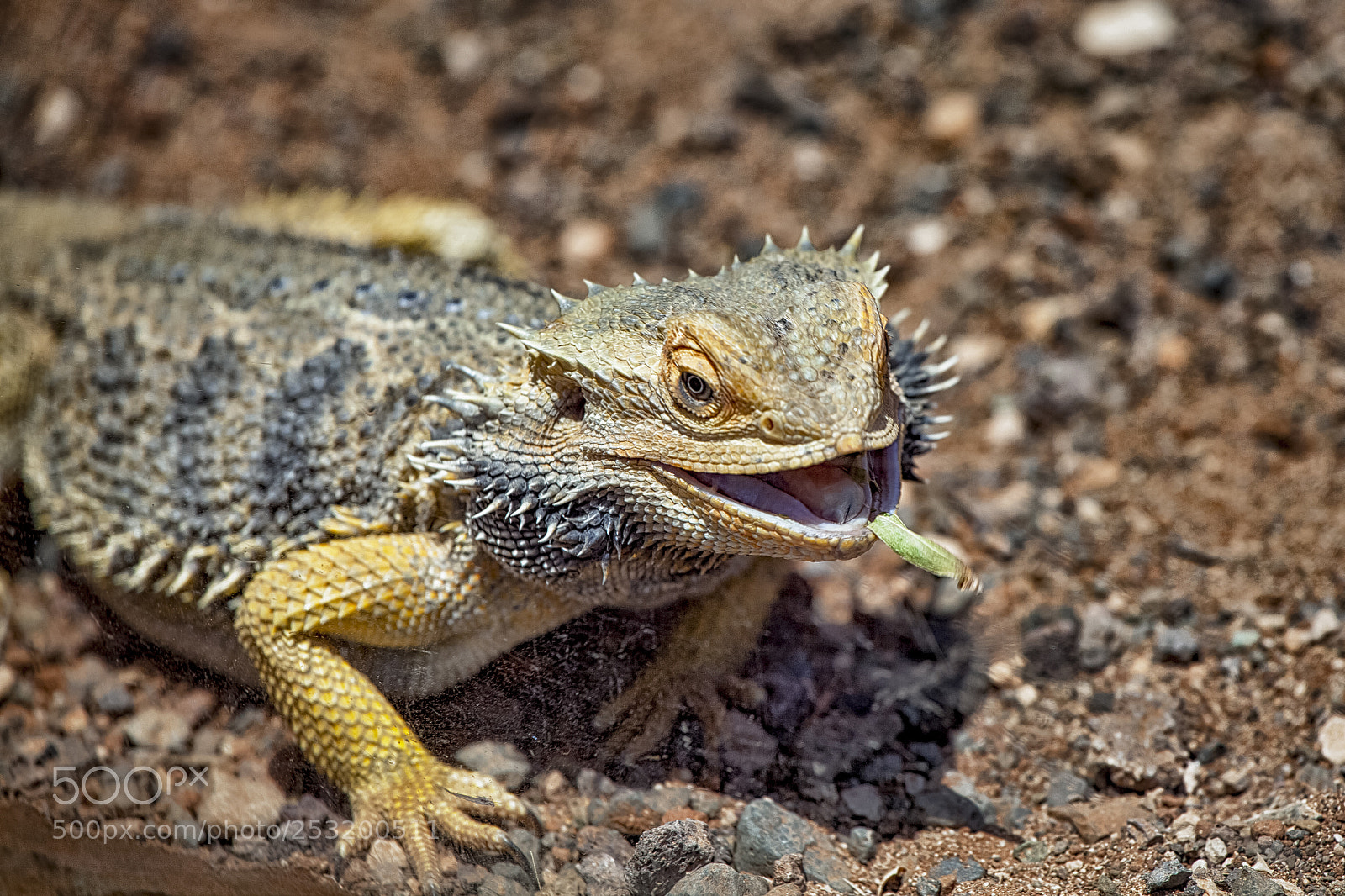 Canon EOS 5D Mark II sample photo. Dino-time photography