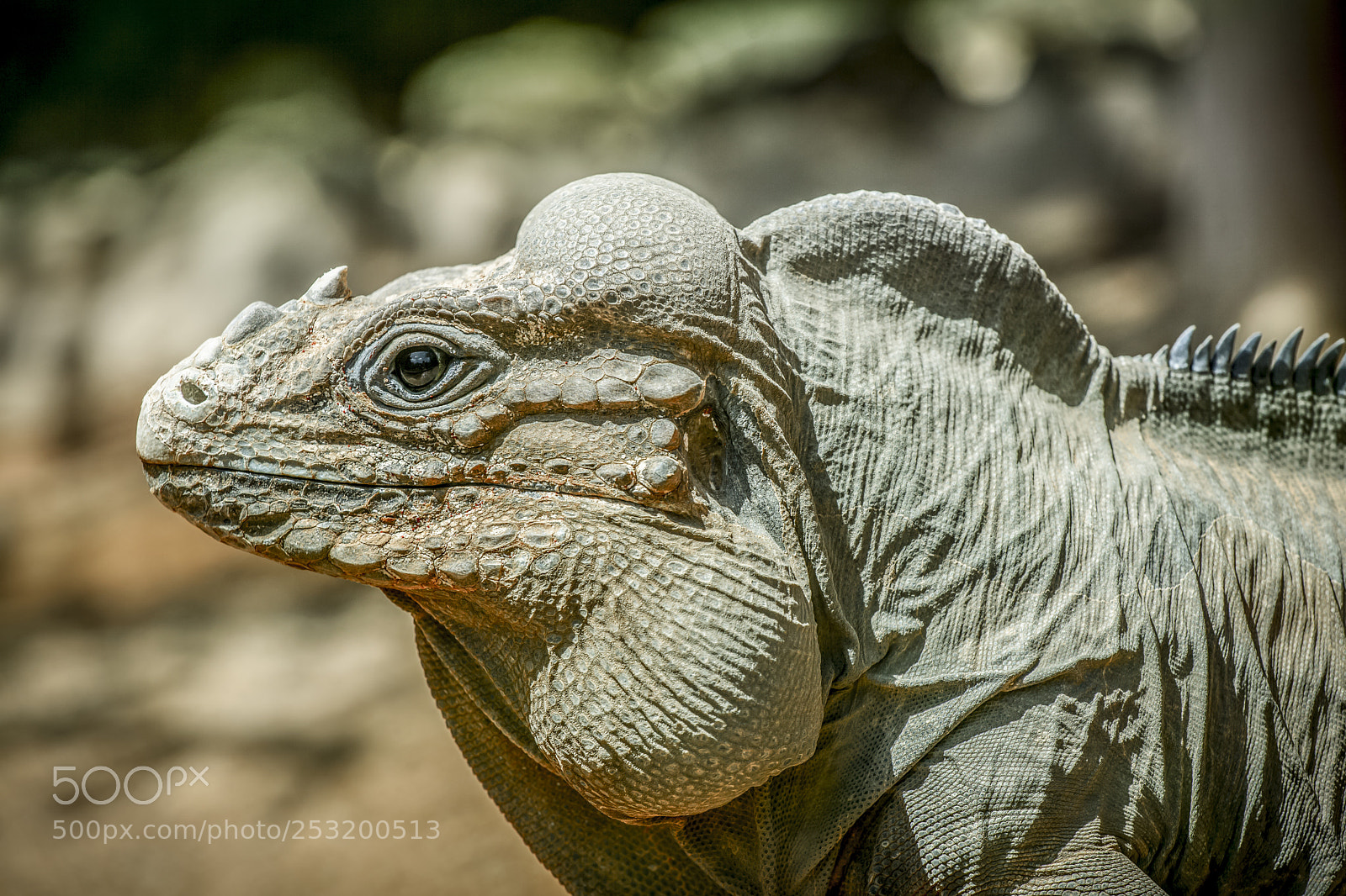 Canon EOS 5D Mark II sample photo. Dino-time photography
