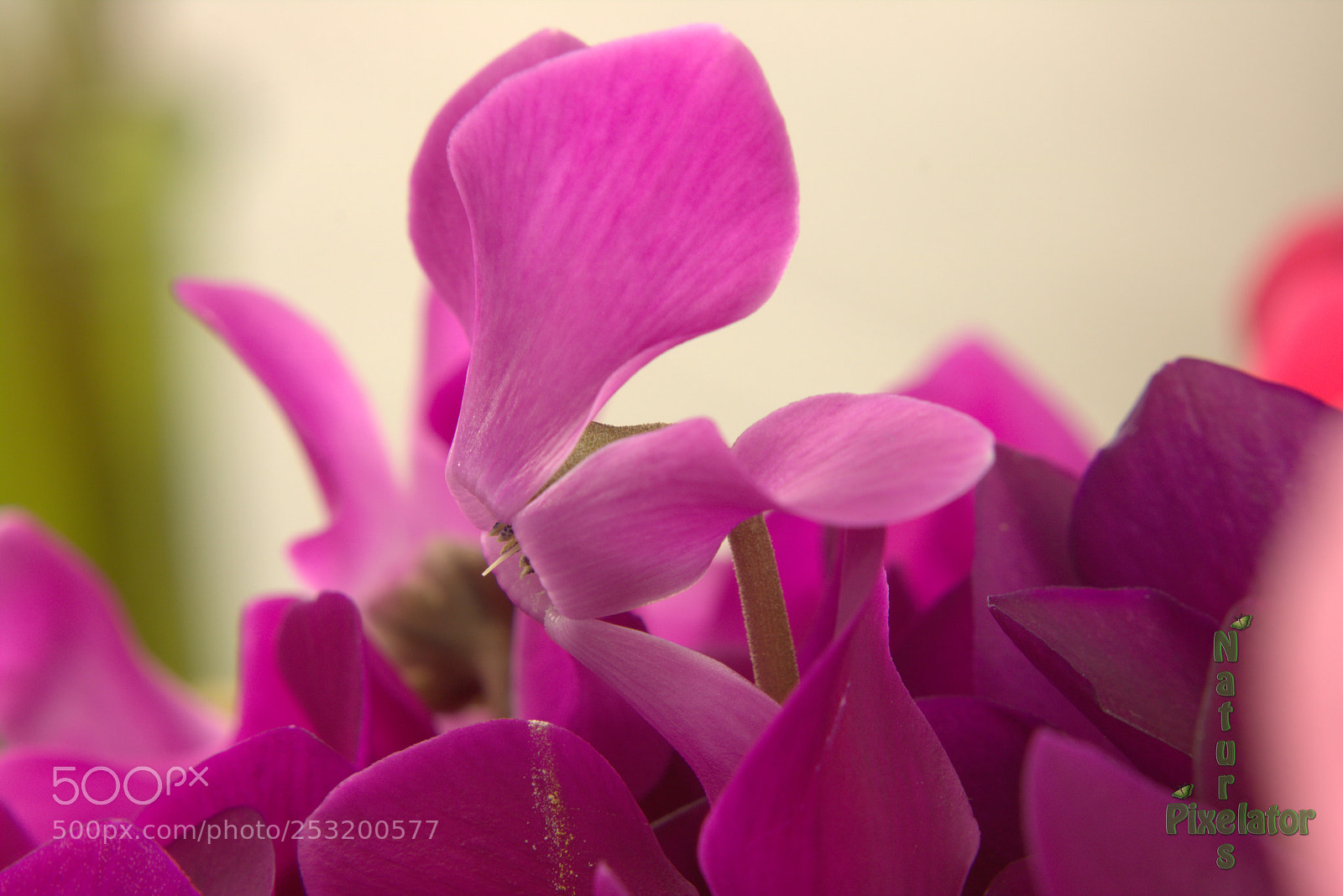 Canon EOS 750D (EOS Rebel T6i / EOS Kiss X8i) sample photo. Overloaded photography