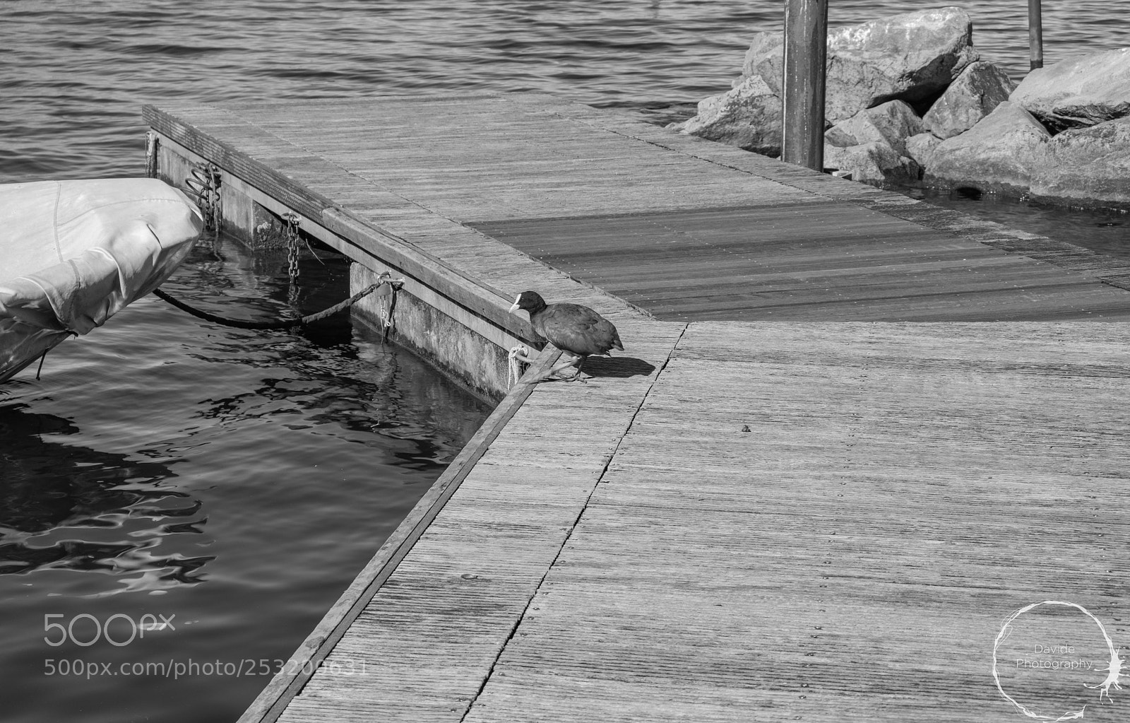 Fujifilm X-T20 sample photo. Black and withe duck photography