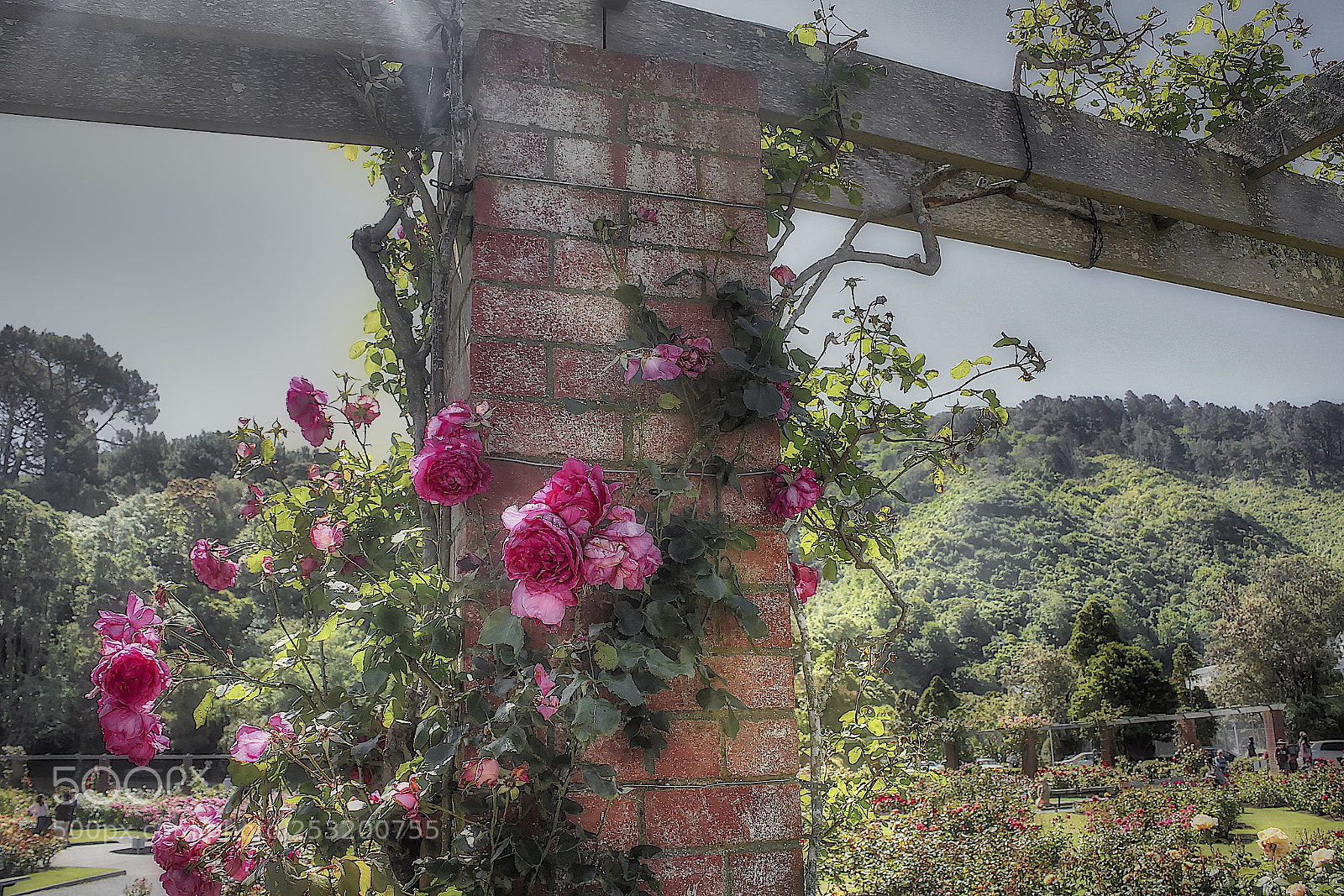 Canon EOS 550D (EOS Rebel T2i / EOS Kiss X4) sample photo. The rose vine photography