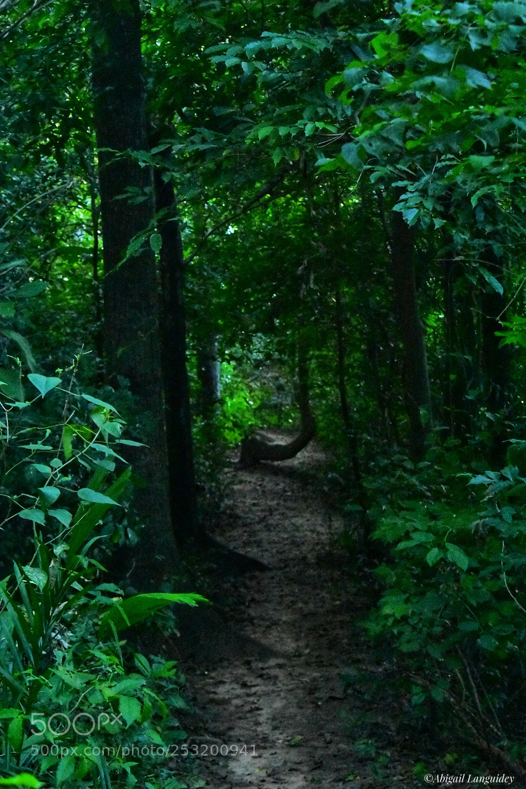 Nikon D3400 sample photo. Bosque seco chuquitano photography