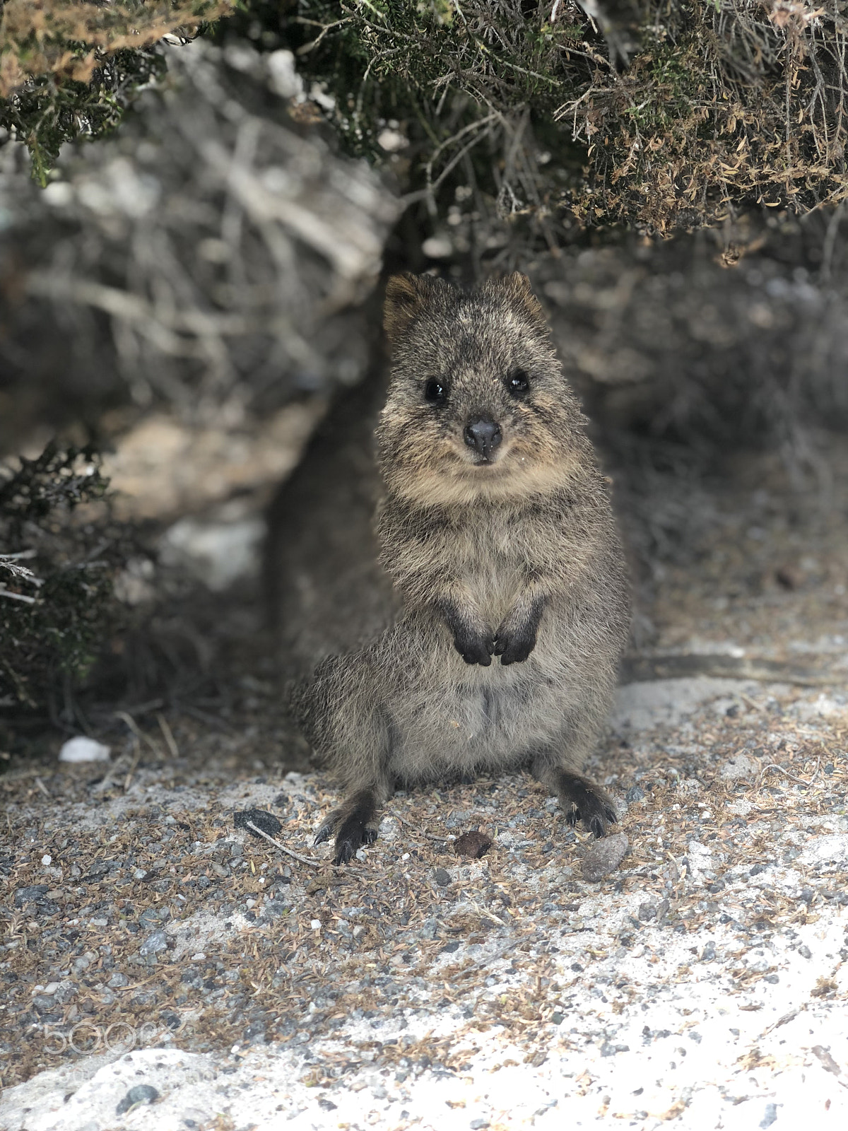 Apple iPhone X sample photo. Quokka photography