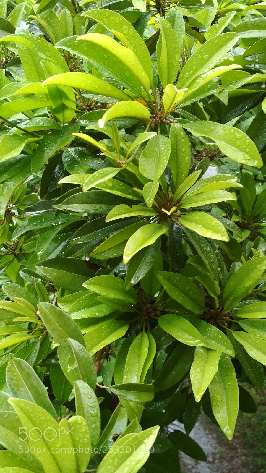 Xiaomi Redmi 4 Pro sample photo. Untitled photography