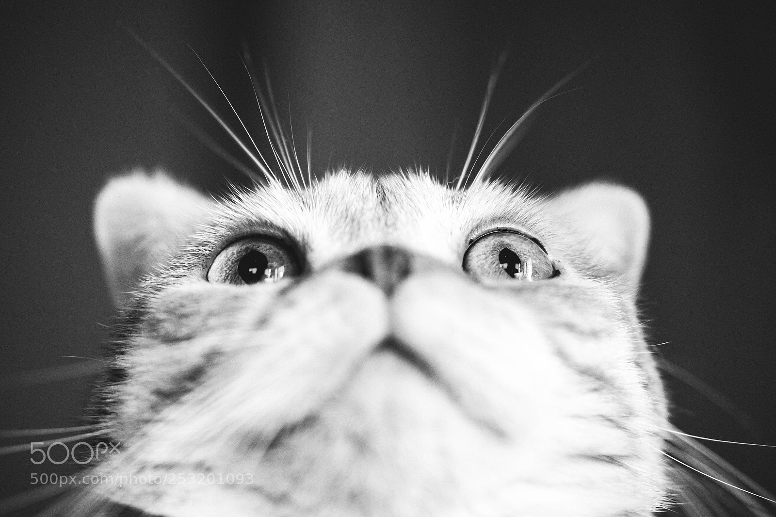 Fujifilm X-E2 sample photo. Cat photography
