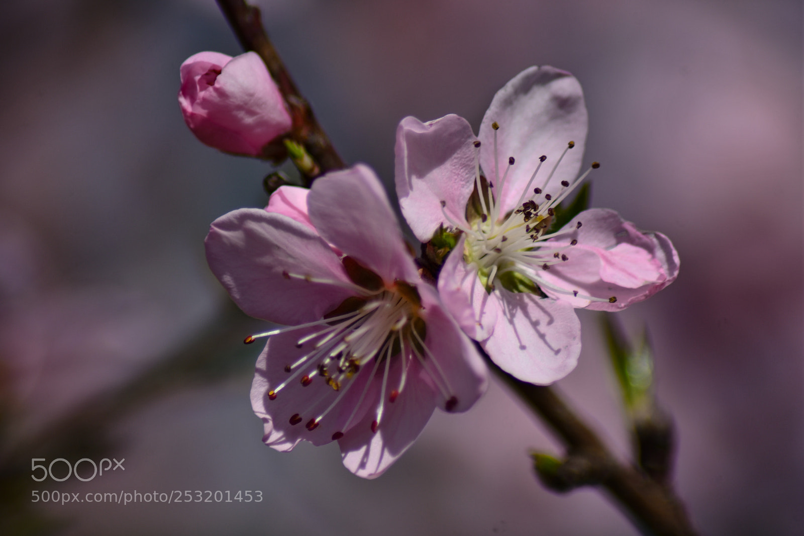 Nikon D7200 sample photo. Untitled photography