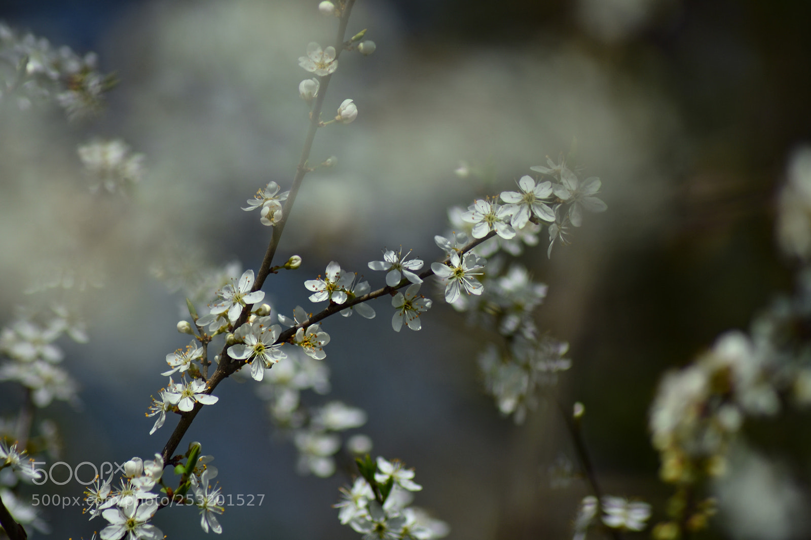 Nikon D7200 sample photo. Untitled photography
