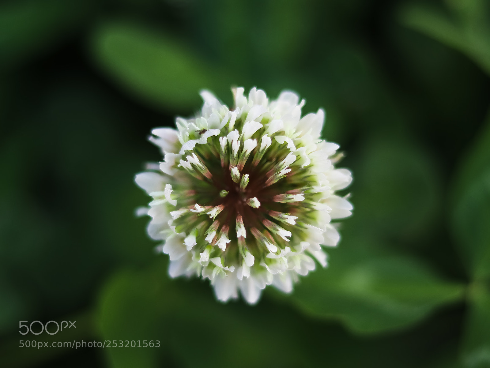 Canon EOS 80D sample photo. Green,white,pink photography