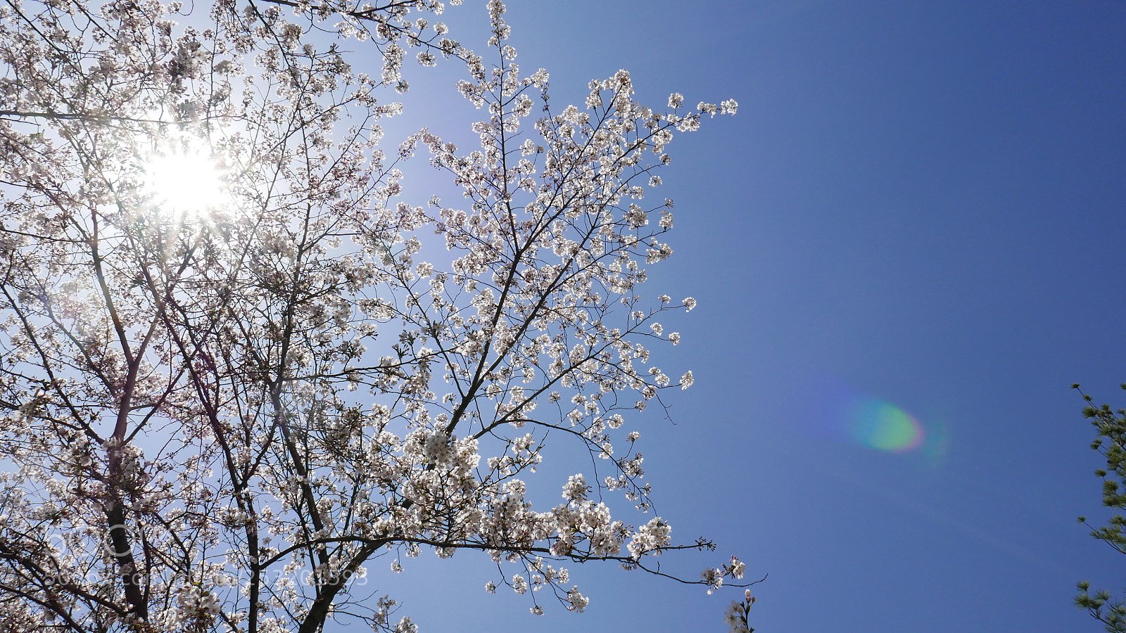 Panasonic Lumix DMC-LX100 sample photo. Cherry blossom photography