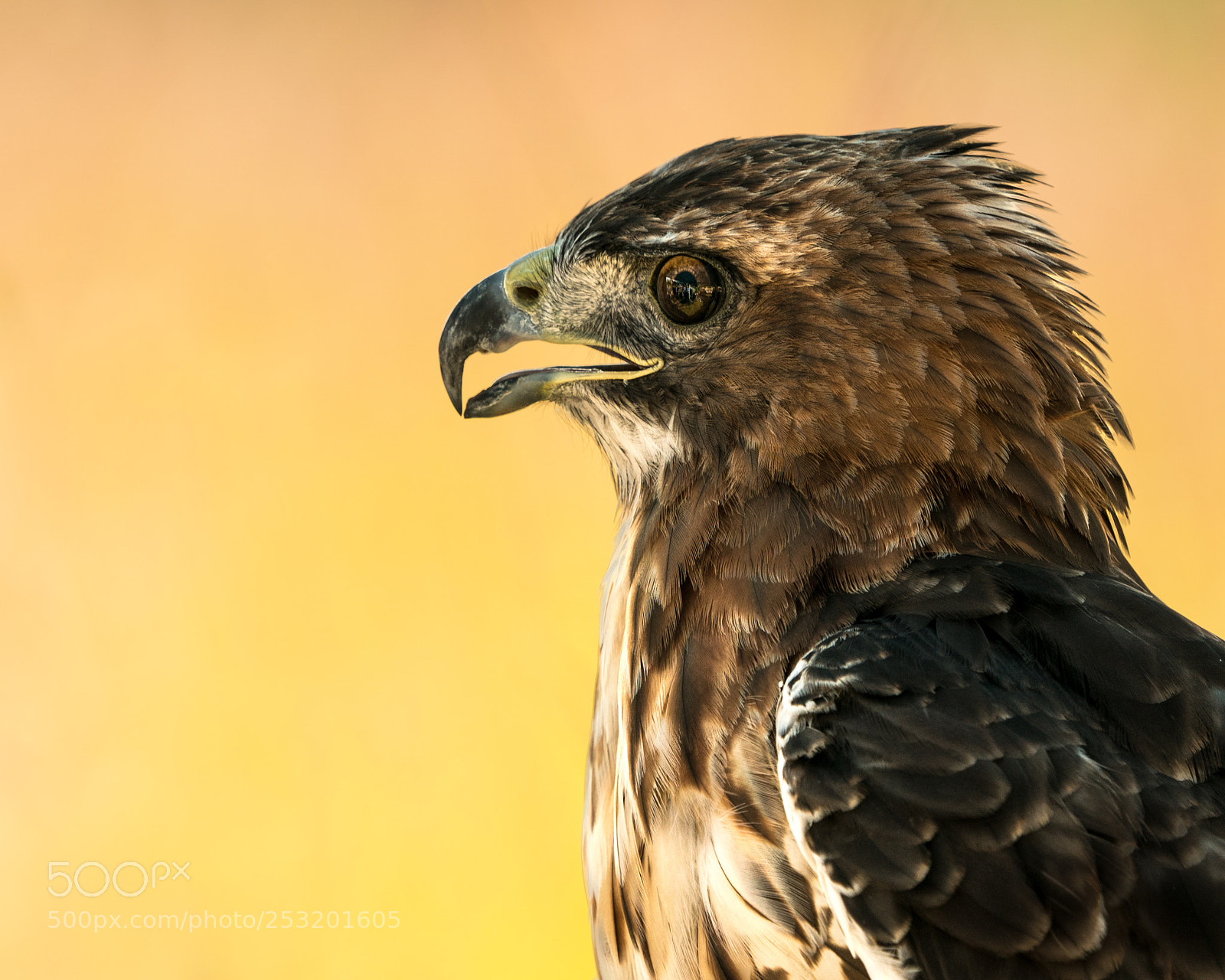 Sony a9 sample photo. Red-tailed hawk ii photography