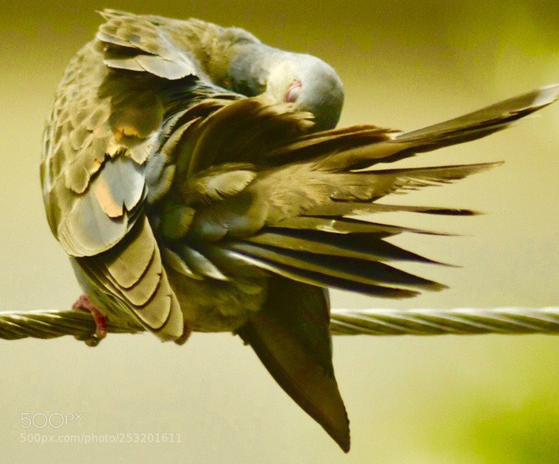Nikon D7200 sample photo. Beautiful birds... photography