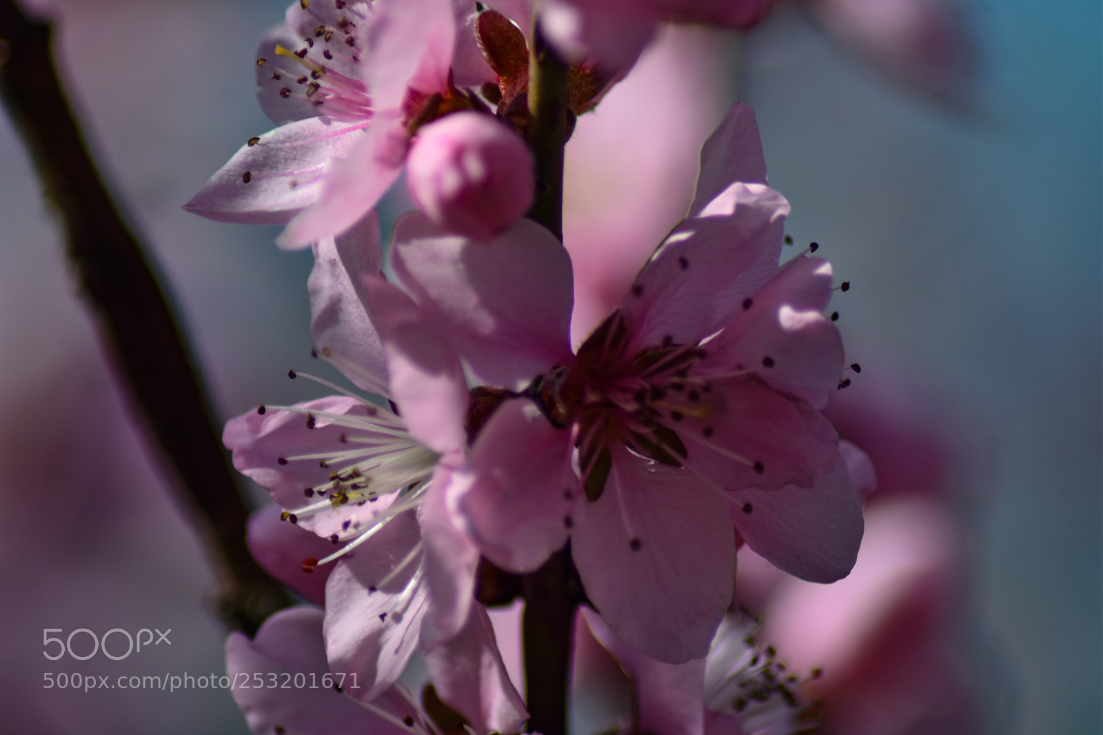 Nikon D7200 sample photo. Untitled photography
