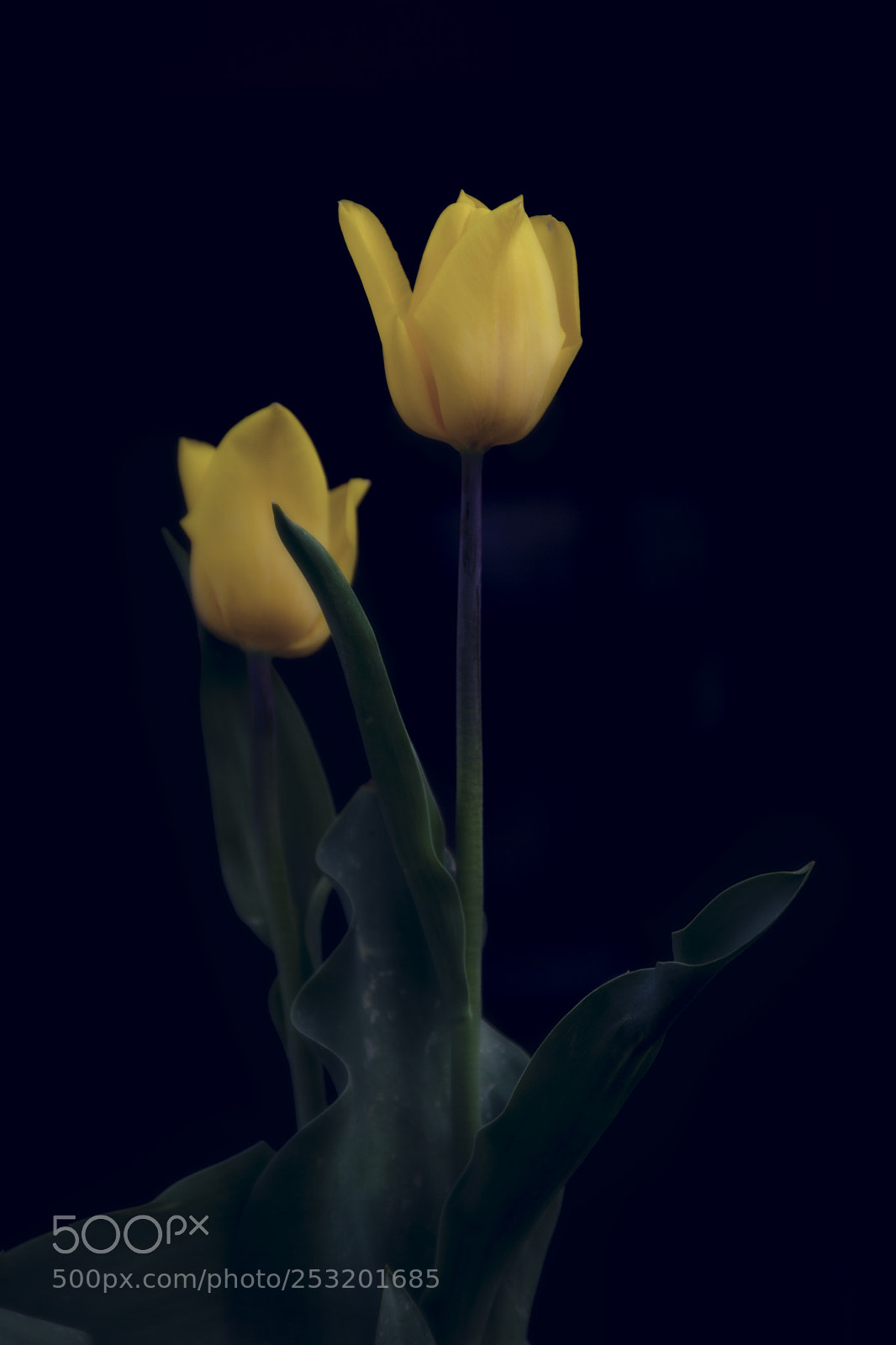 Canon EOS 60D sample photo. The tulip photography