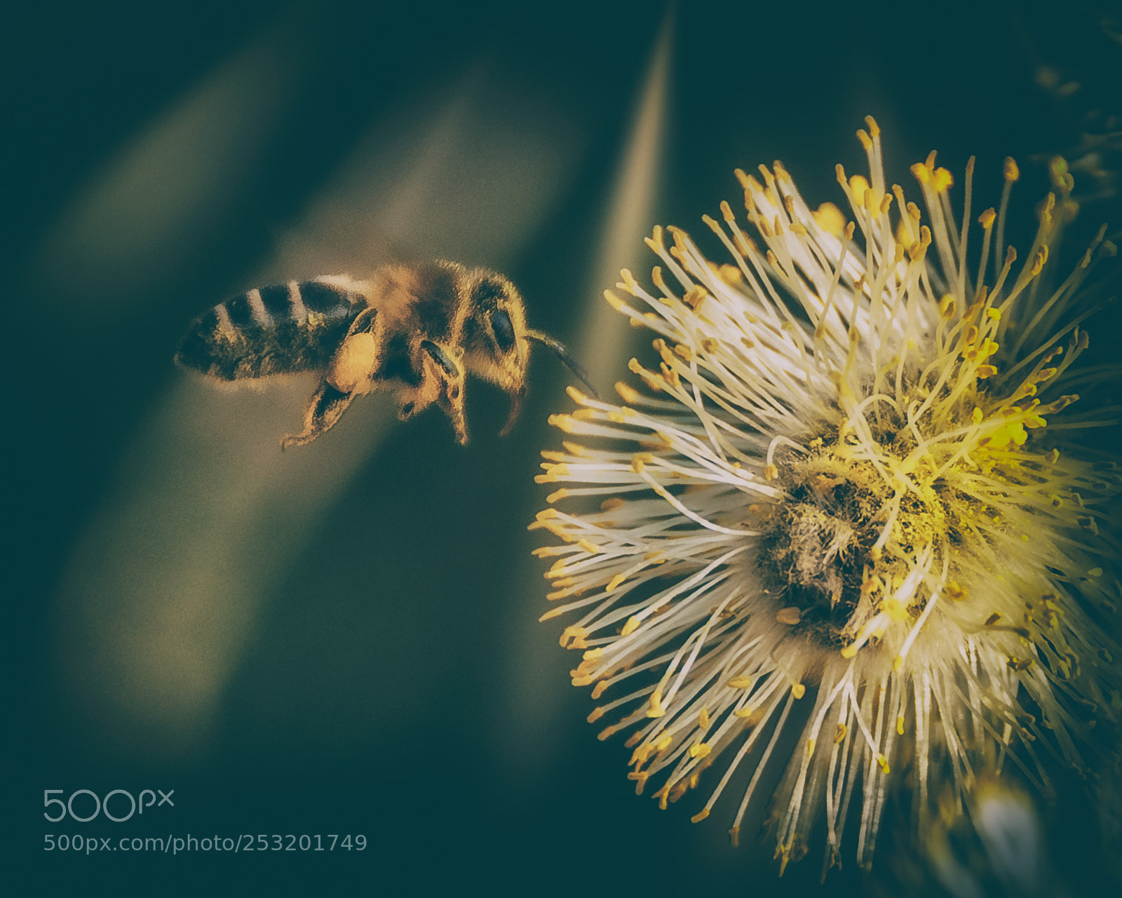 Nikon D300S sample photo. Bee photography