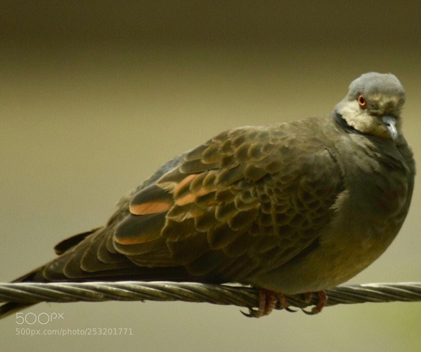 Nikon D7200 sample photo. Friendly bird photography
