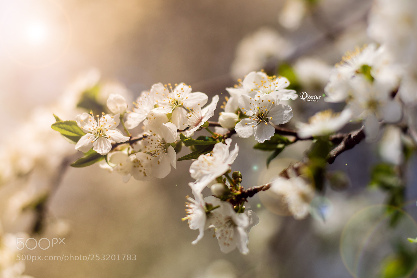 Nikon D5300 sample photo. Spring photography