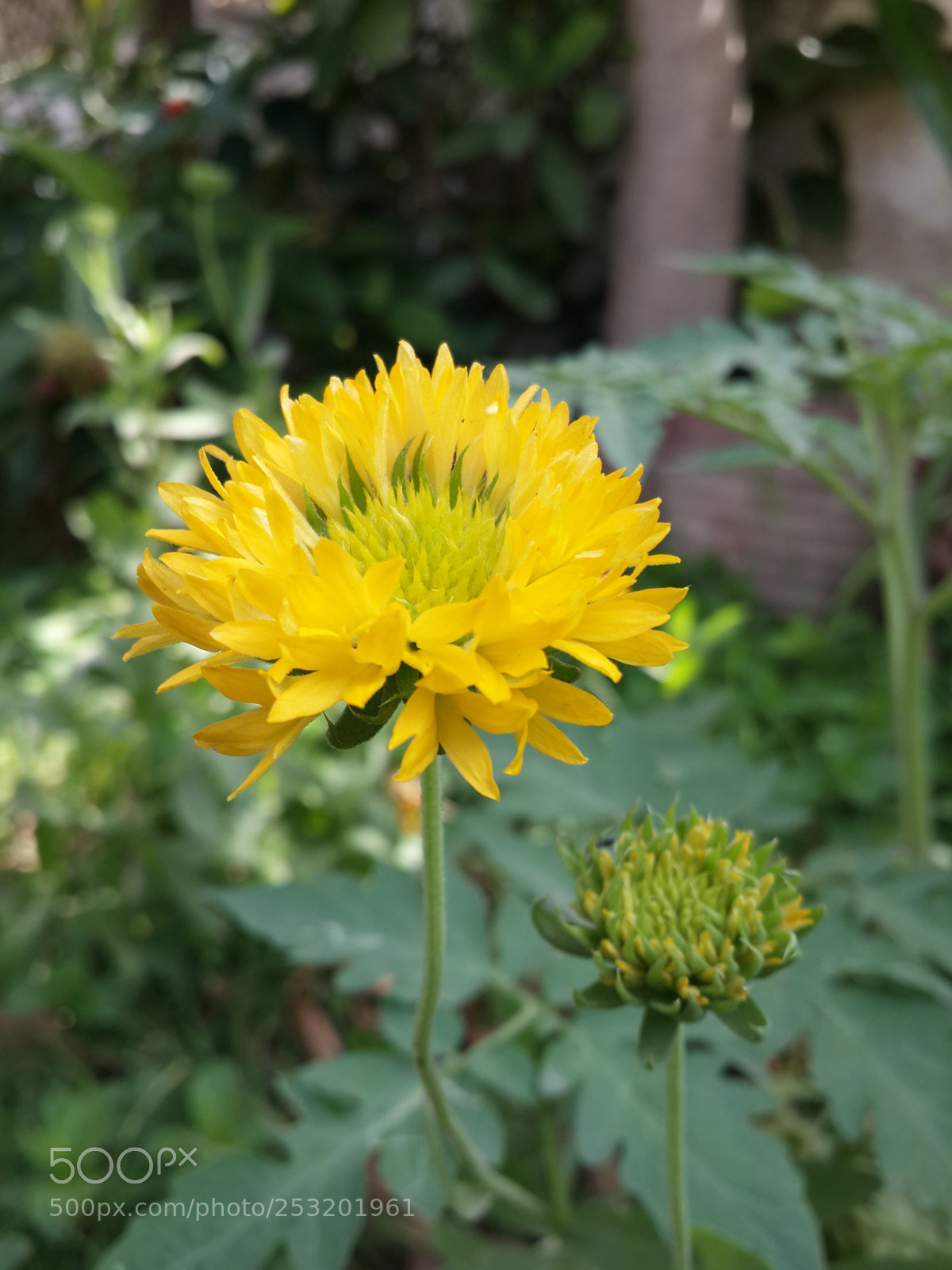 Samsung Galaxy S4 sample photo. Proximity photography