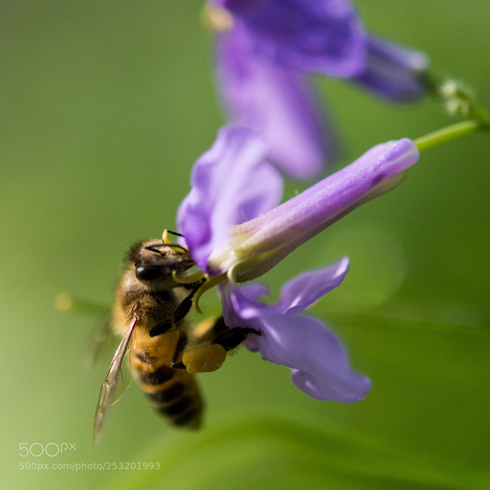 Nikon D810 sample photo. Bee on  violet flower小蜜蜂 photography