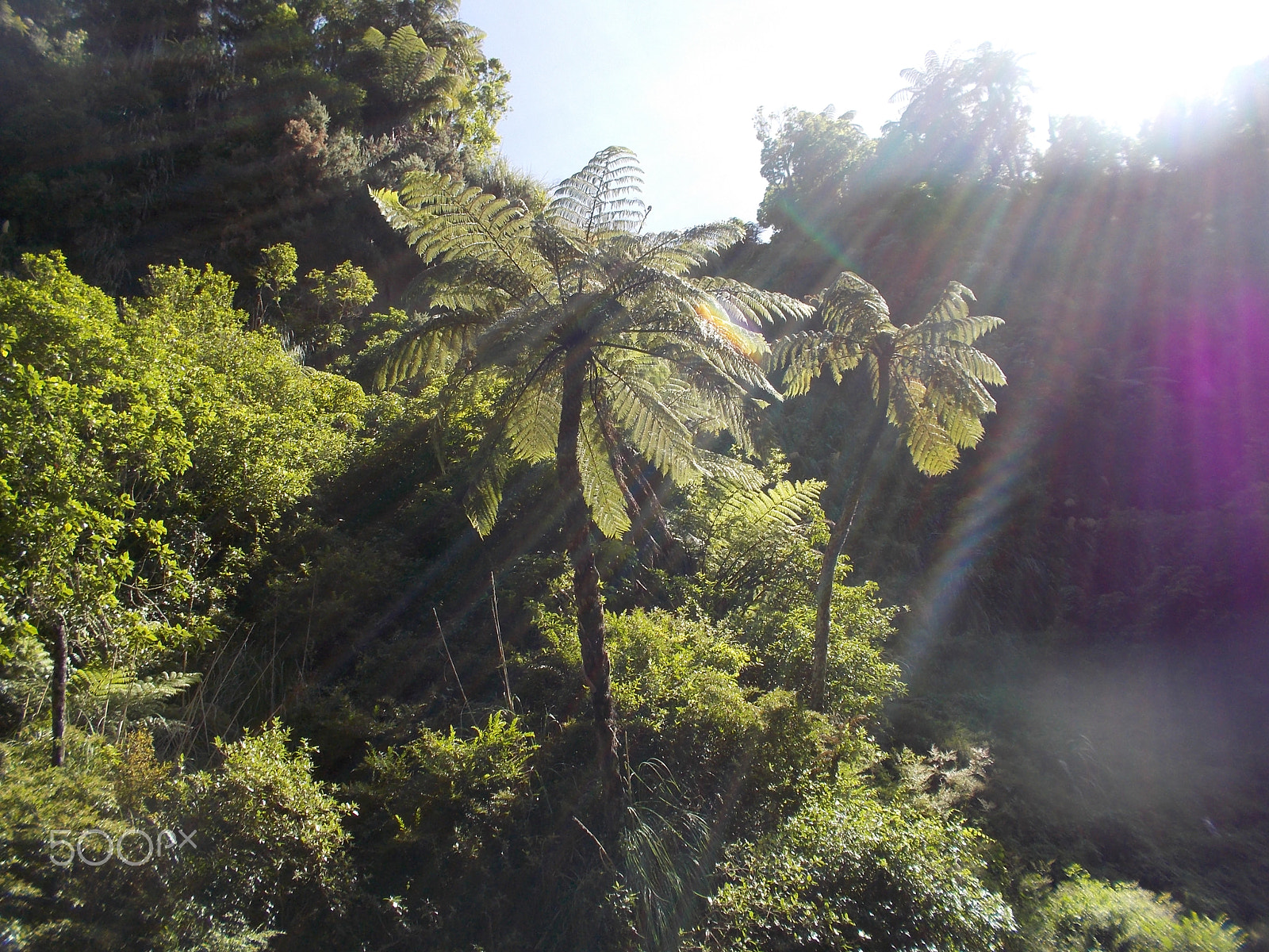 Nikon Coolpix S31 sample photo. Giant fern photography