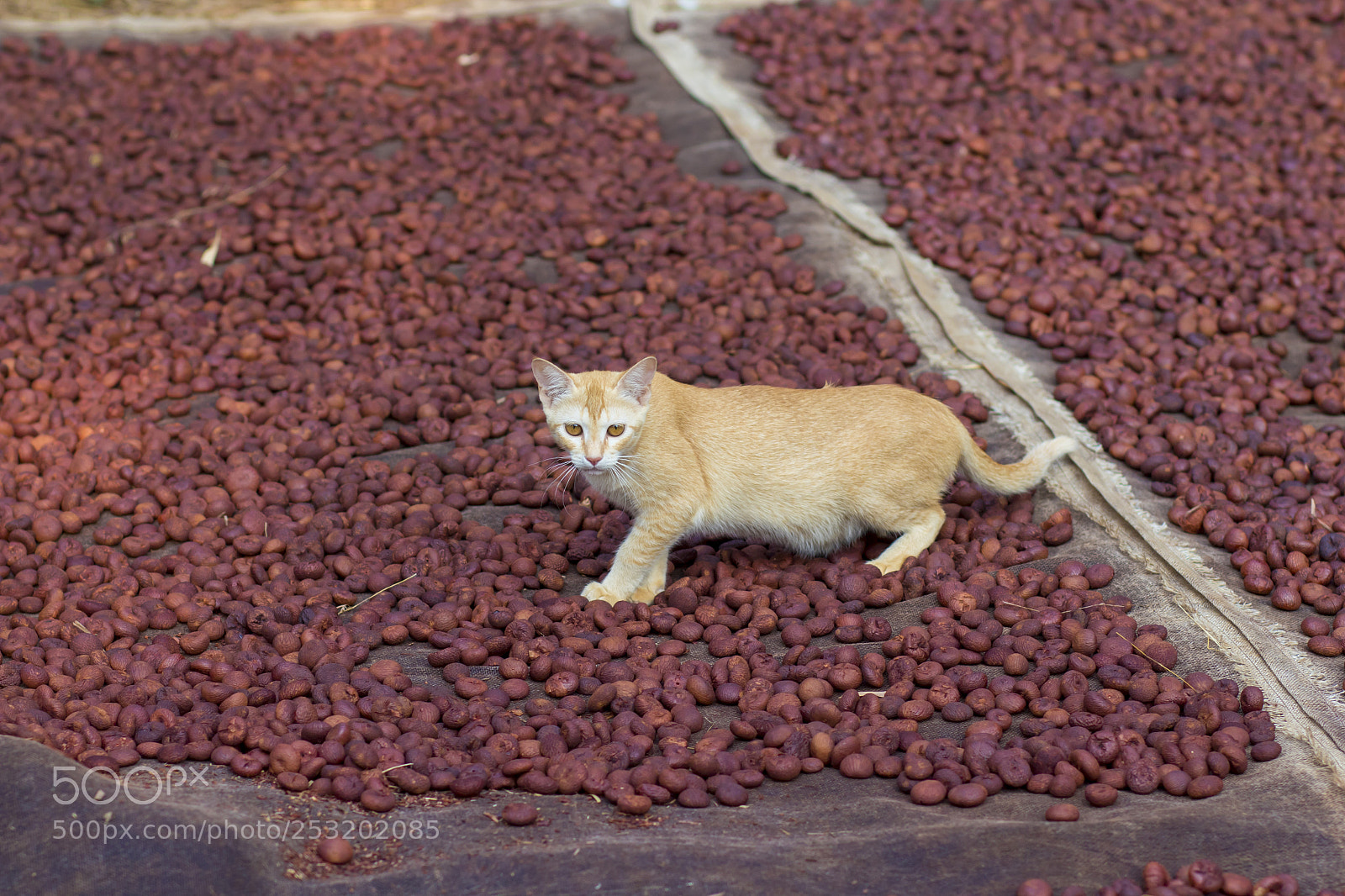 Canon EOS 1300D (EOS Rebel T6 / EOS Kiss X80) sample photo. Cat in areca nut photography