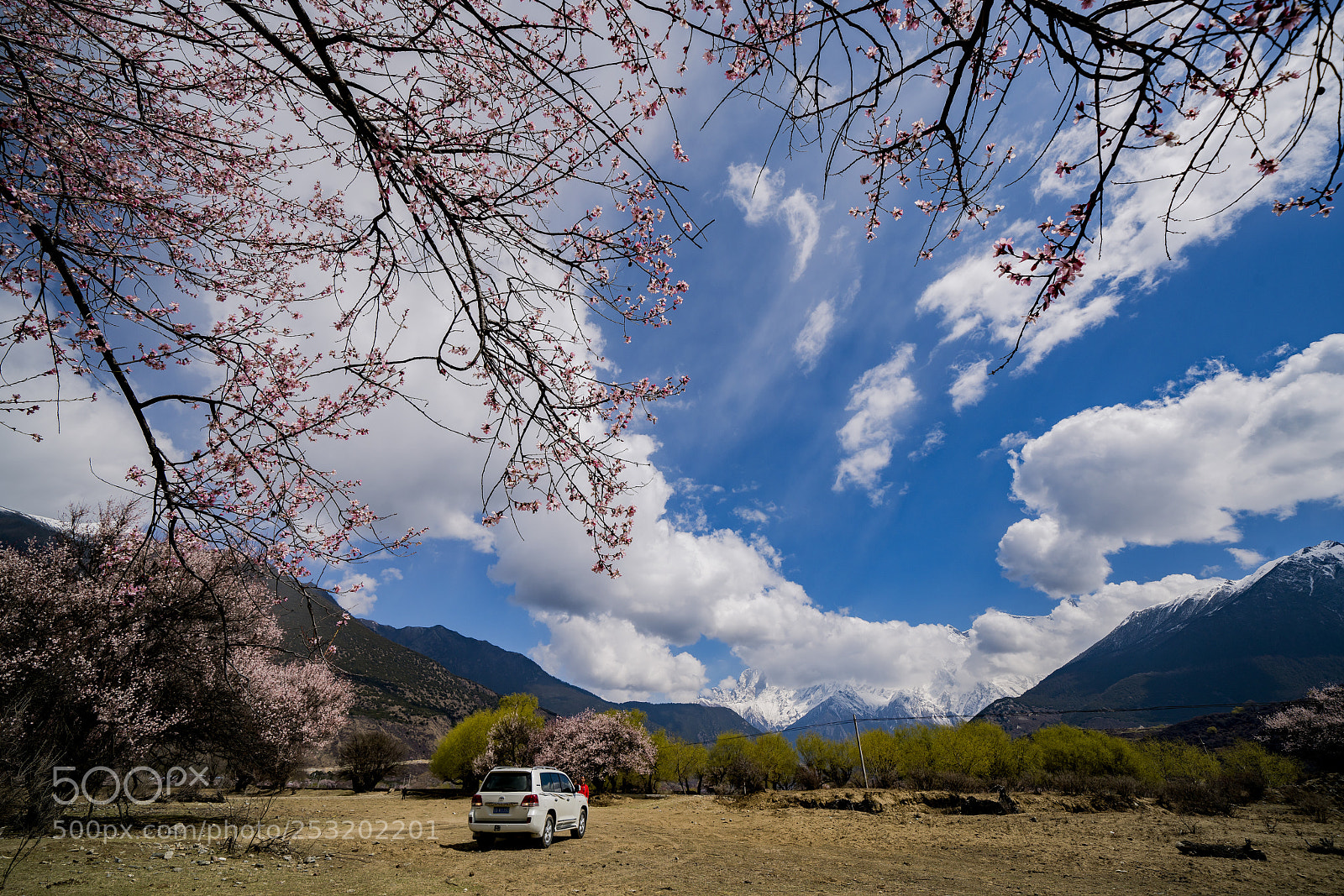 Sony a7R II sample photo. 西藏雅鲁藏布江大峡谷，三月桃花盛开 photography