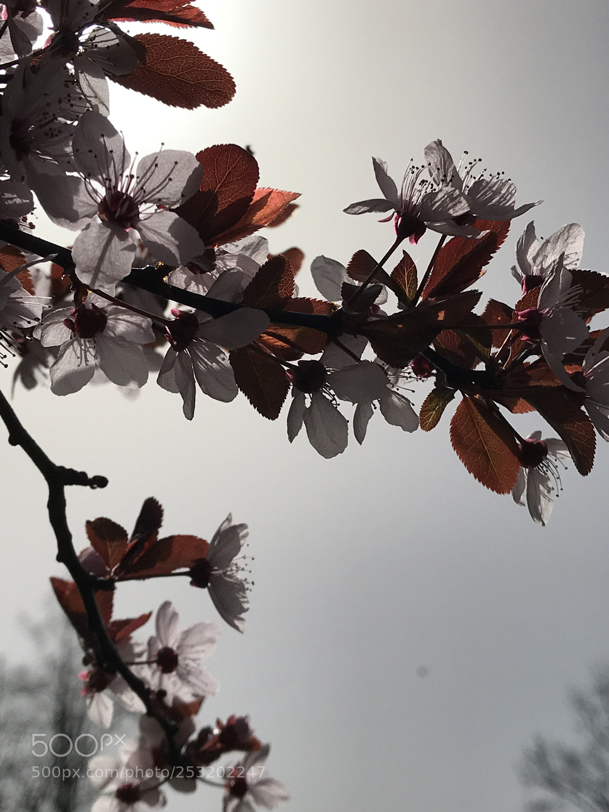 Apple iPhone 7 Plus sample photo. Untitled photography