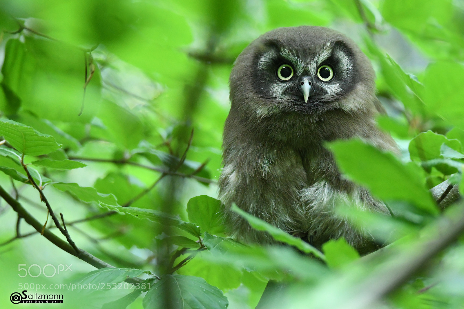 Nikon D7100 sample photo. Chouette de tengmalm juv photography