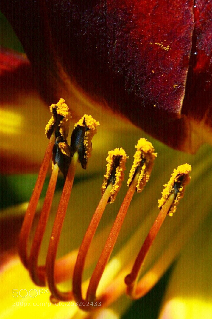 Nikon D3200 sample photo. Lily n light photography