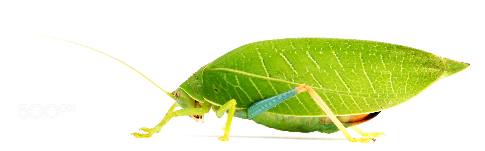 Canon EOS 7D Mark II sample photo. Lost leaf katydid photography