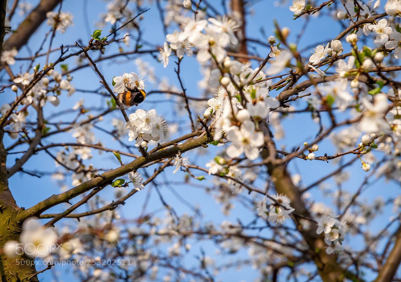 Nikon D40X sample photo. Hard-working photography