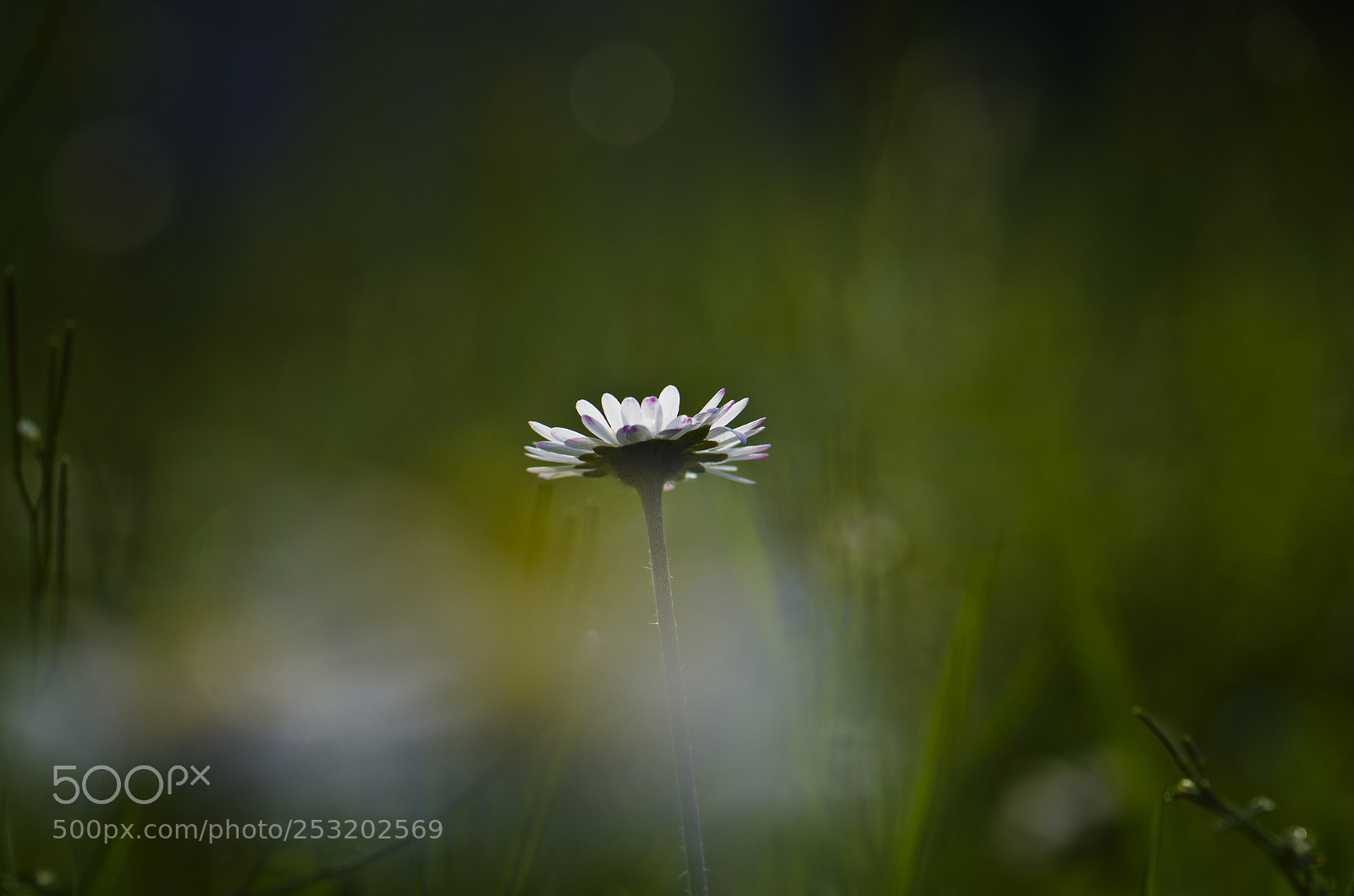 Nikon D7000 sample photo. 43956-2.jpg photography