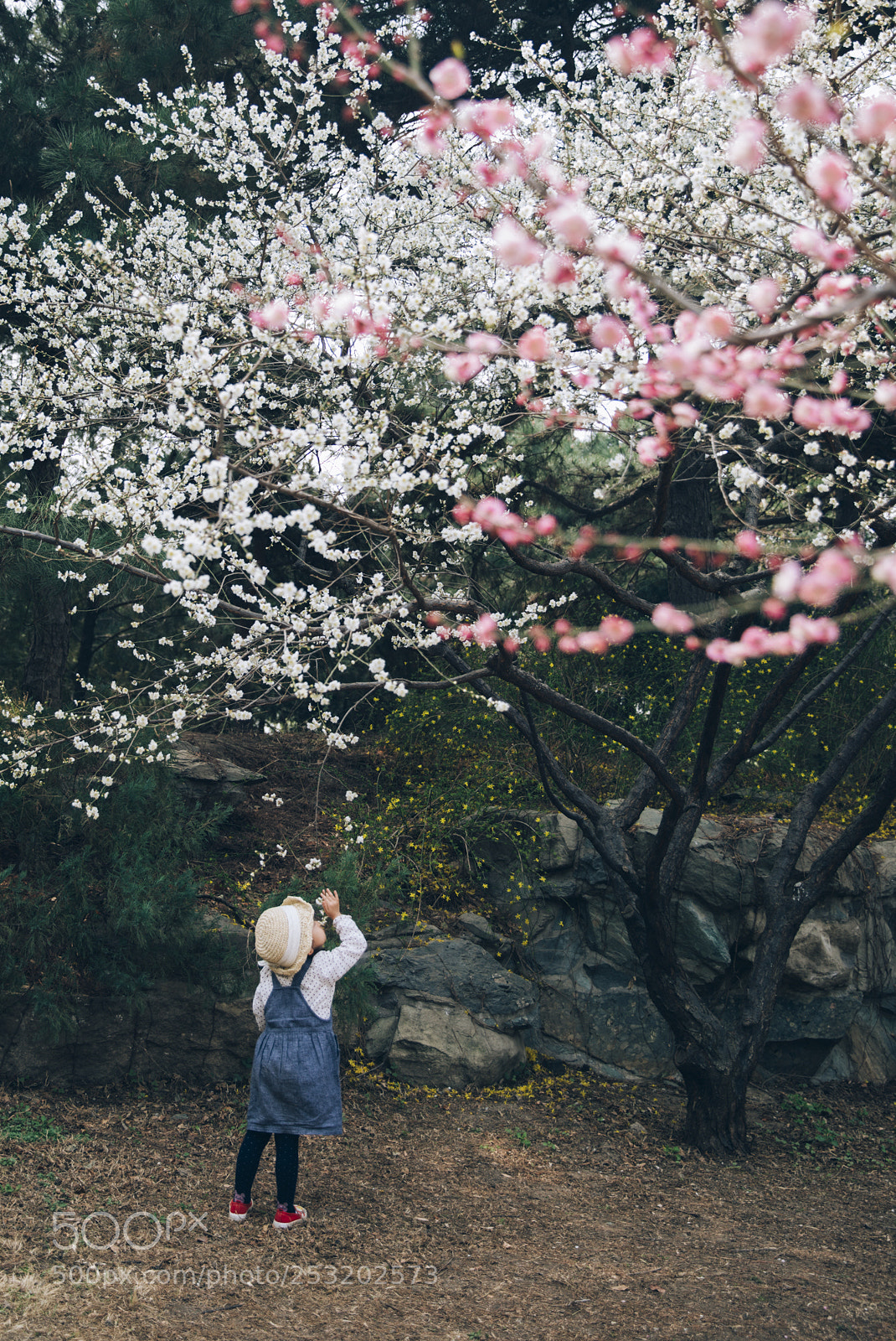 Canon EOS 5D Mark IV sample photo. Lost in spring photography
