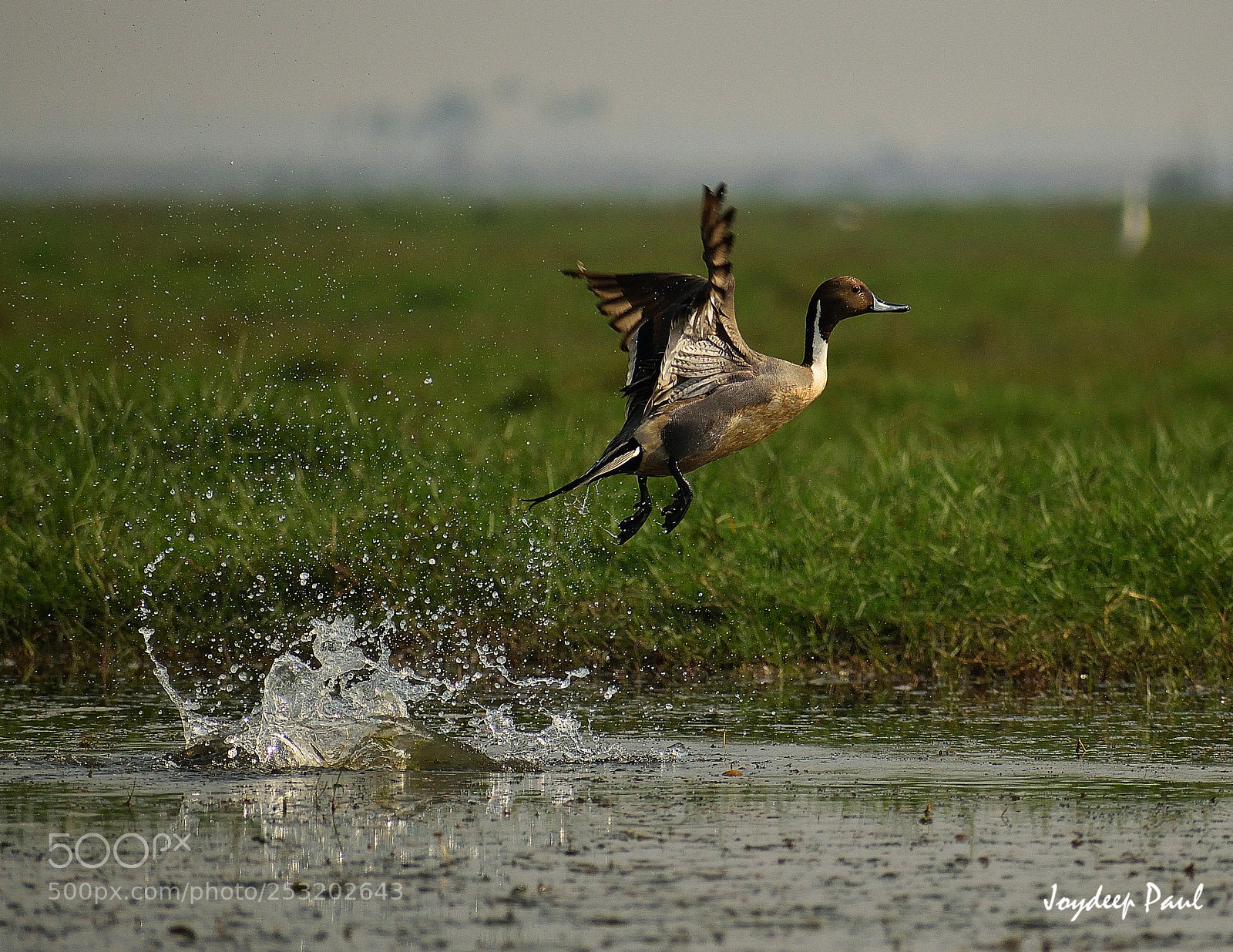 Nikon D3300 sample photo. Northern pintail flight photography