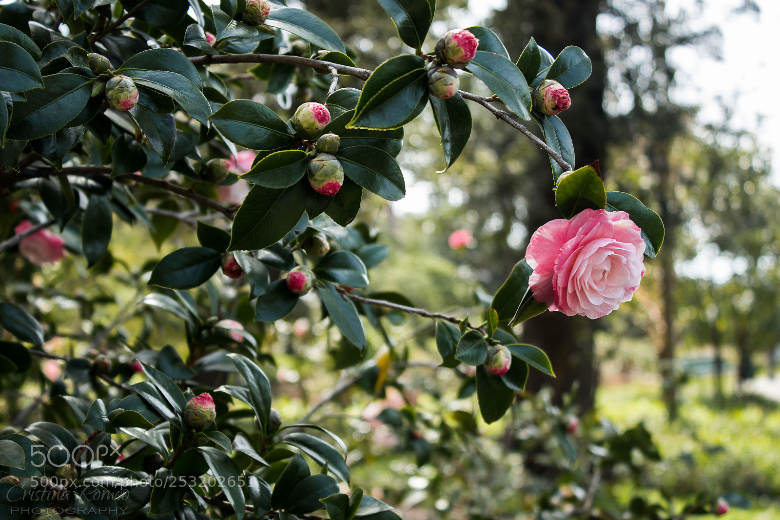 Canon EOS 100D (EOS Rebel SL1 / EOS Kiss X7) sample photo. Camelia photography