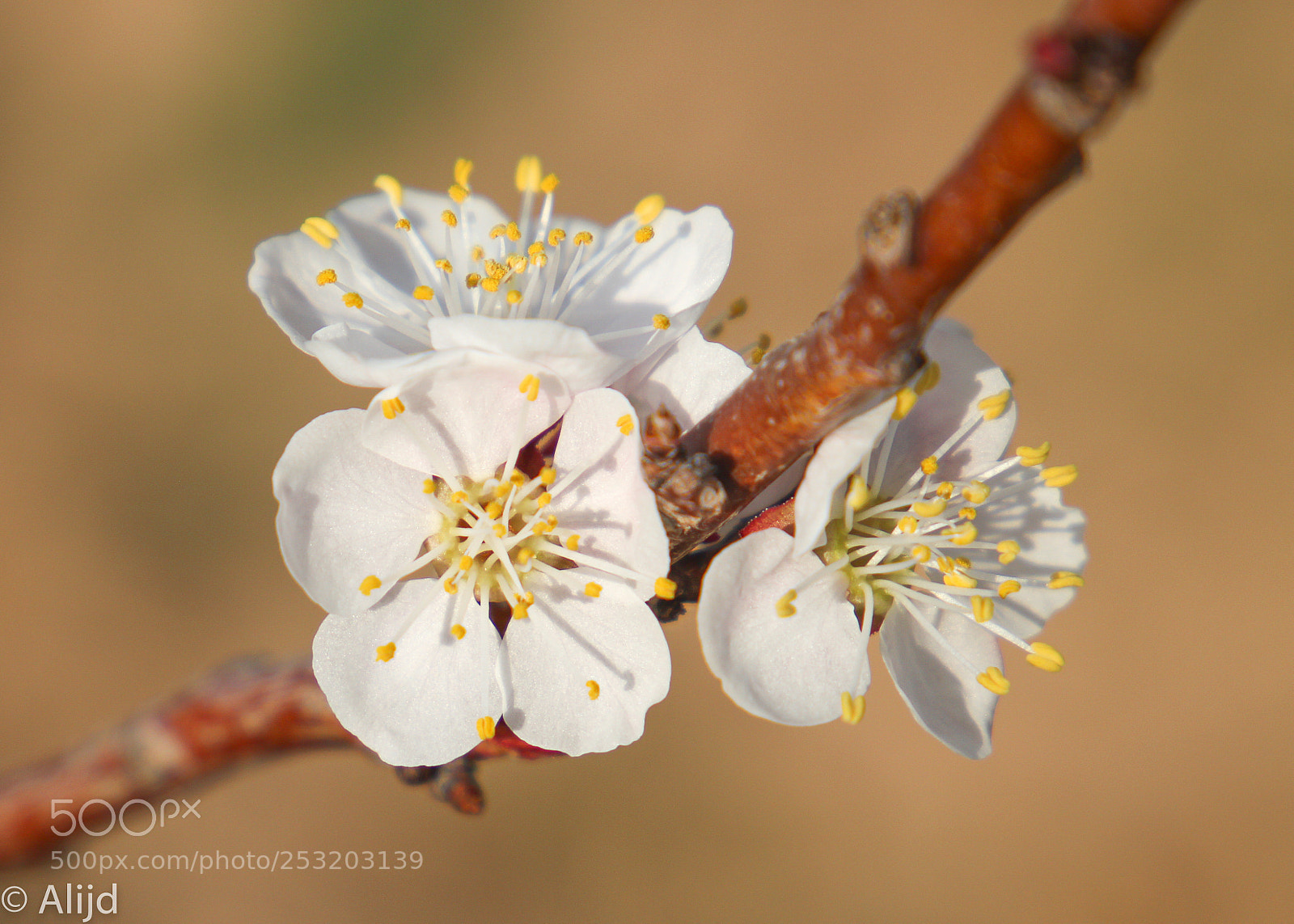 Canon EOS 700D (EOS Rebel T5i / EOS Kiss X7i) sample photo. Blossom photography