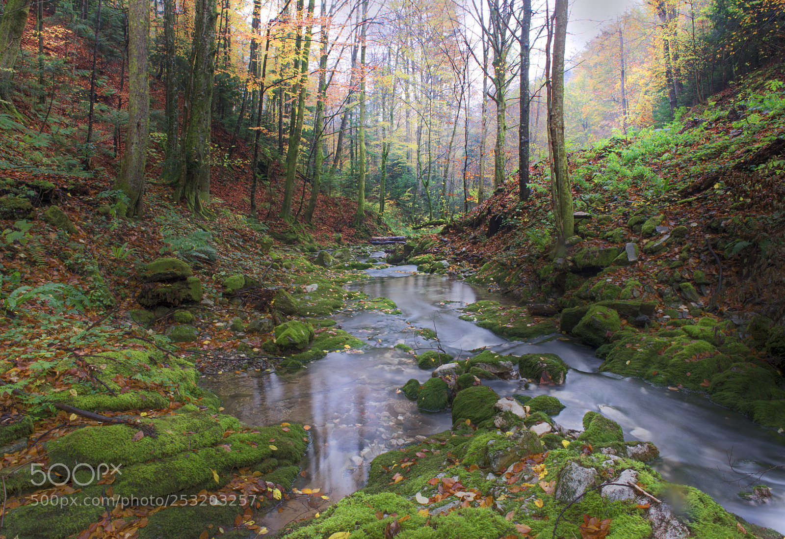 Nikon D610 sample photo. Forest scene photography