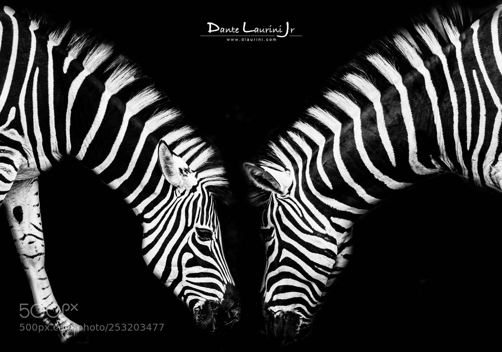 Nikon D800 sample photo. Zebras photography