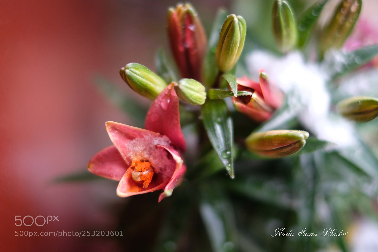 Fujifilm X-T2 sample photo. Flower in snow photography