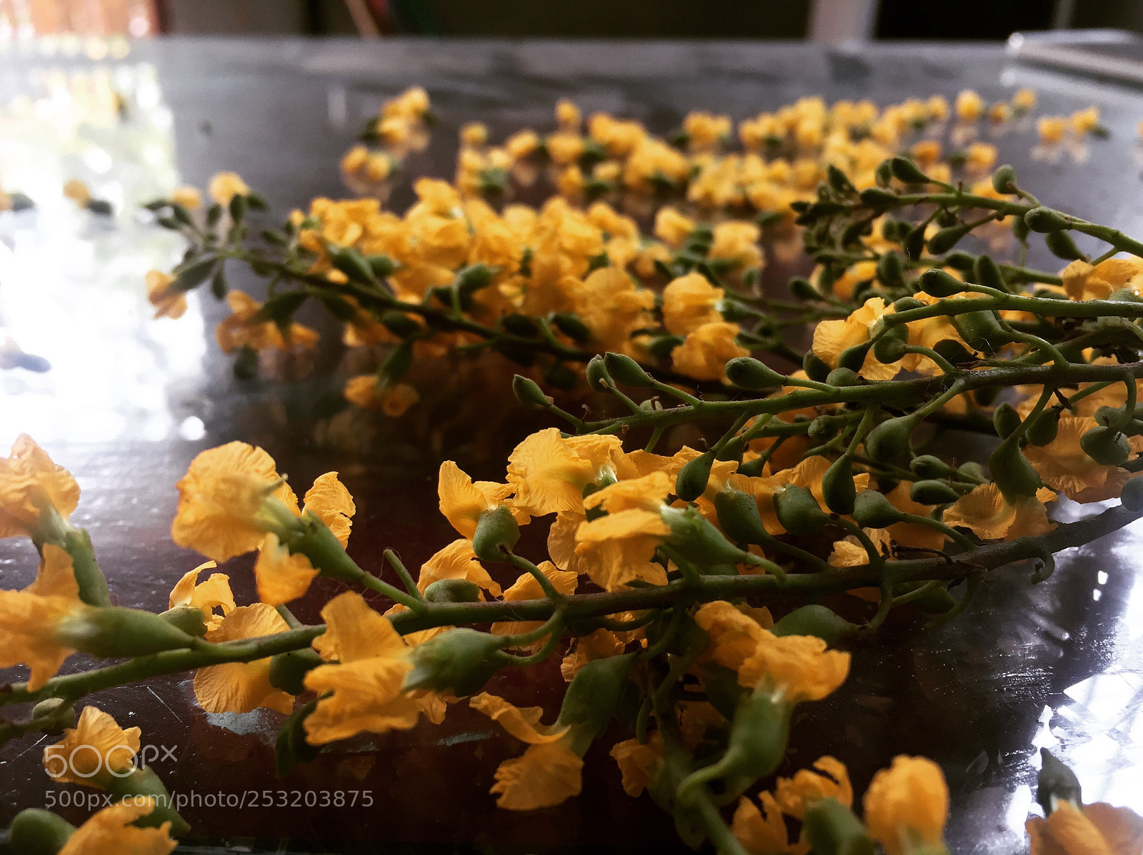 Apple iPhone 6 sample photo. Padauk flowers photography