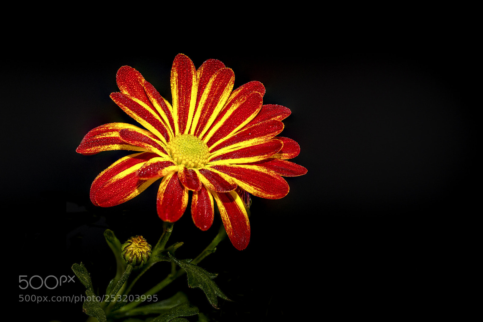 Canon EOS 5D Mark IV sample photo. Blume photography
