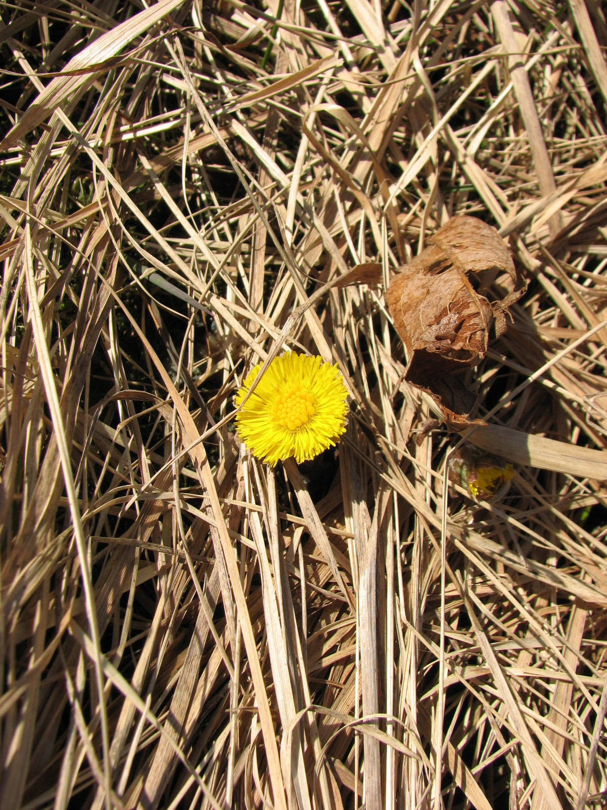 Canon POWERSHOT S3 IS sample photo. Little sun photography