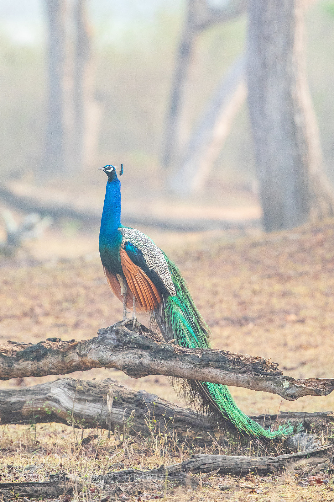 Canon EOS 5D Mark IV sample photo. Peacock... photography