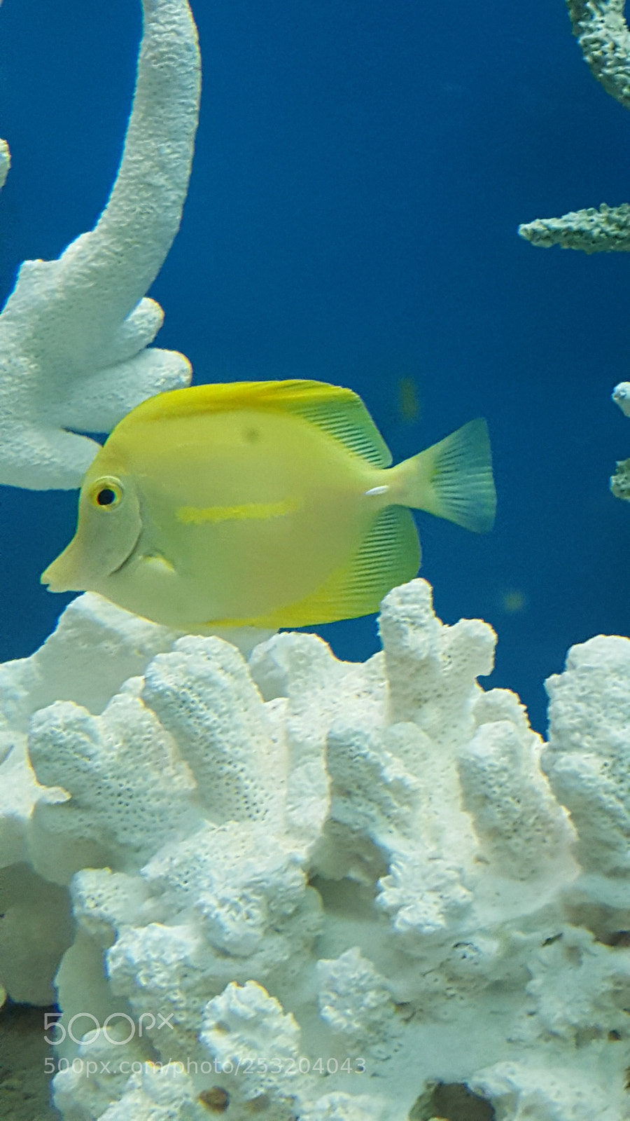 Samsung Galaxy S6 sample photo. Yellow fish in his photography