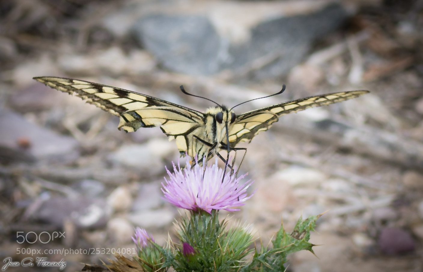 Nikon D7200 sample photo. Papilo machaon feeding photography
