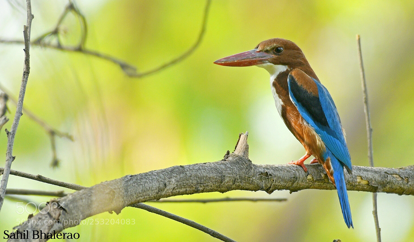 Nikon D500 sample photo. White throated kingfisher photography
