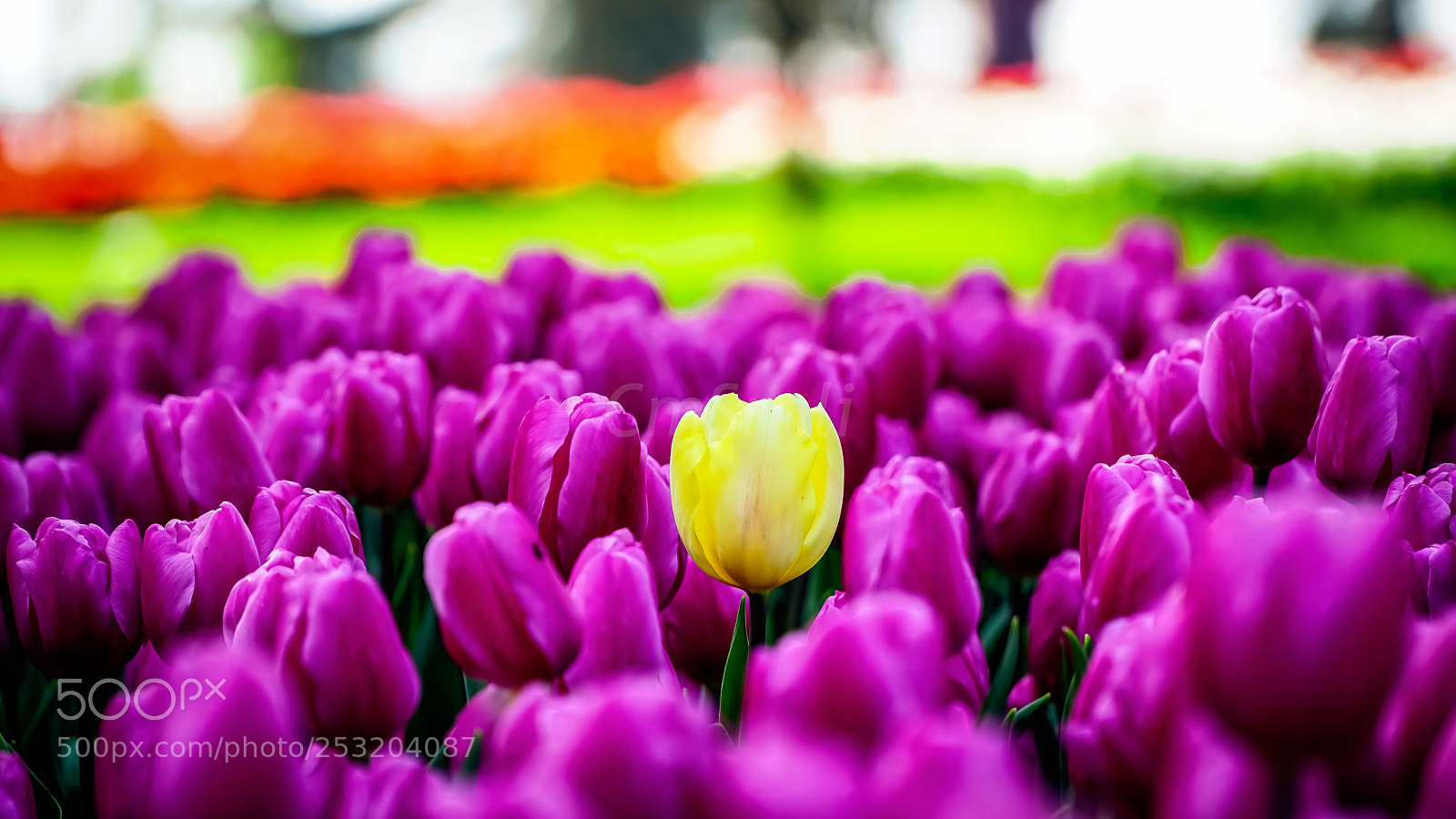 Sony a6000 sample photo. ??? photography